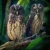 Pustik promenlivy - Ciccaba virgata - Mottled Owl o3064